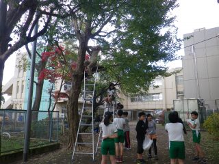 ishigami tree